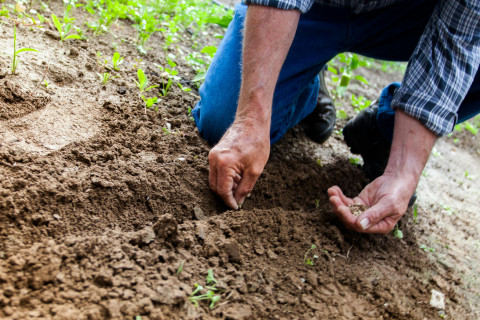 Colhemos o que plantamos